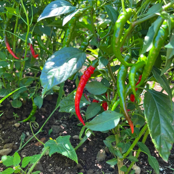 Cayenne Chilli Heirloom Seeds - Grow Your Own Spicy Treats