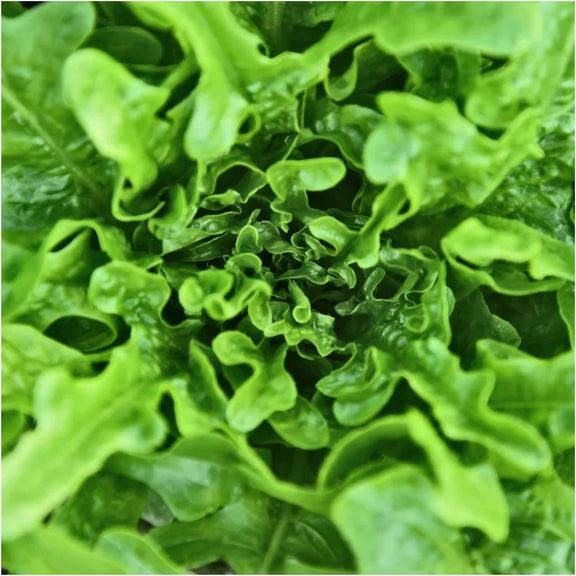 Heirloom Oakleaf Lettuce Seeds for Home Garden Growth