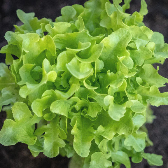 Heirloom Oakleaf Lettuce Seeds for Home Garden Growth