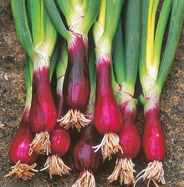 Japanese Red Beard Onion Heirloom Seeds for Home Gardeners