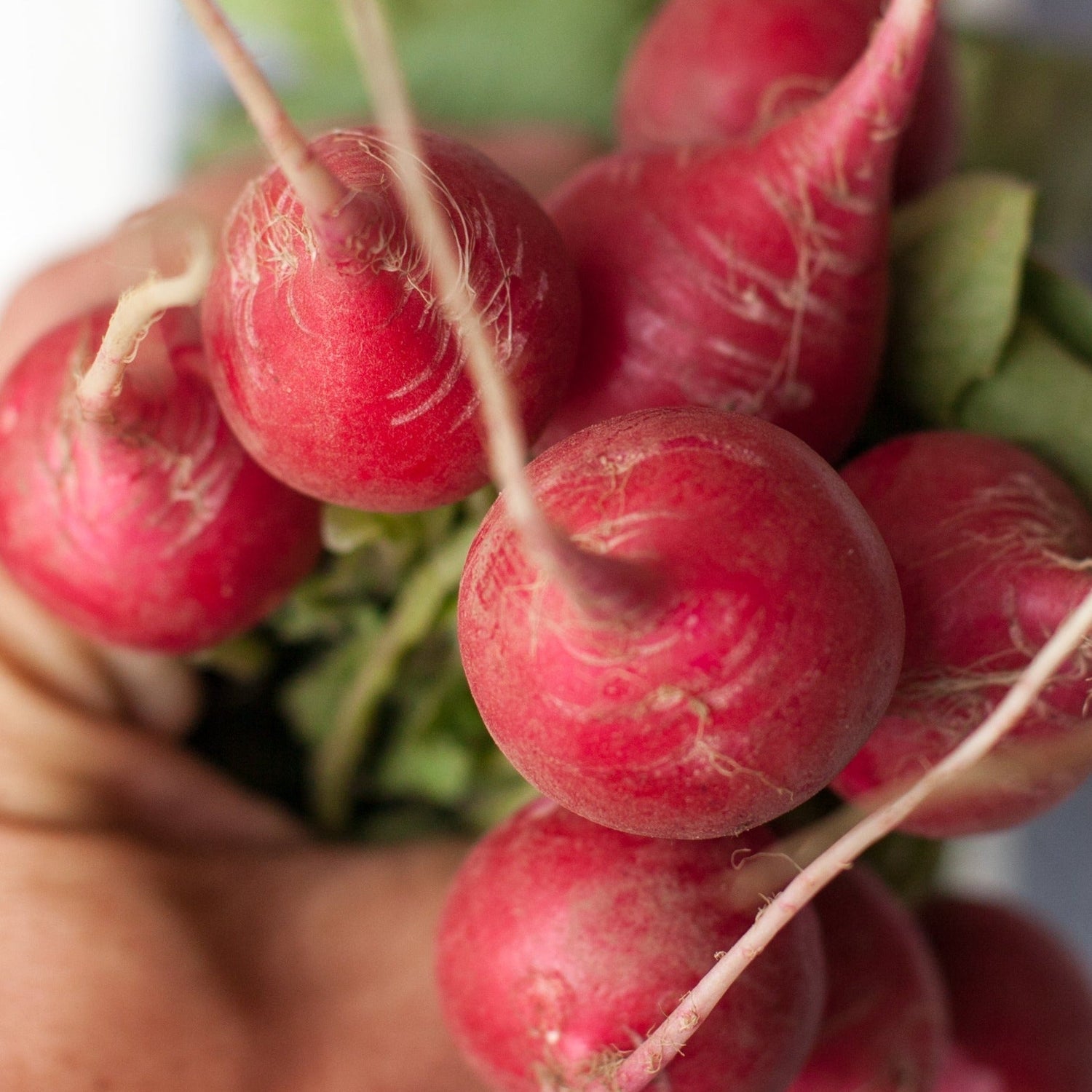 Cherry Belle Radish Heirloom Seeds - Crisp, Crunchy, and Flavorful