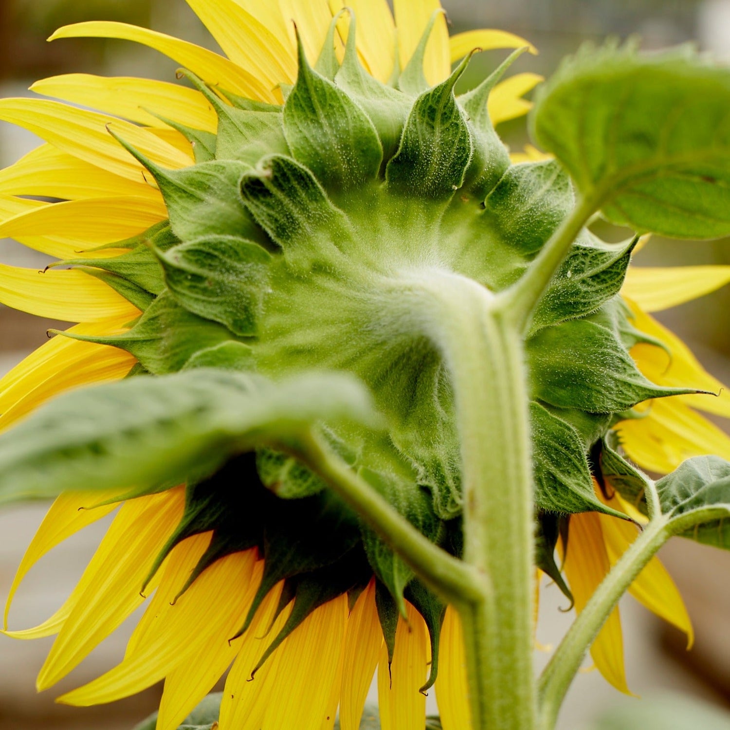 Vibrant Heirloom Sunflower Seeds - High Yields & Easy Growth