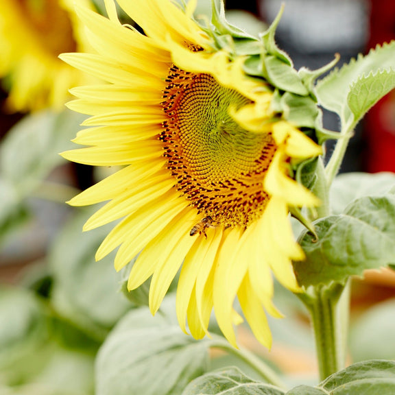 Vibrant Heirloom Sunflower Seeds - High Yields & Easy Growth