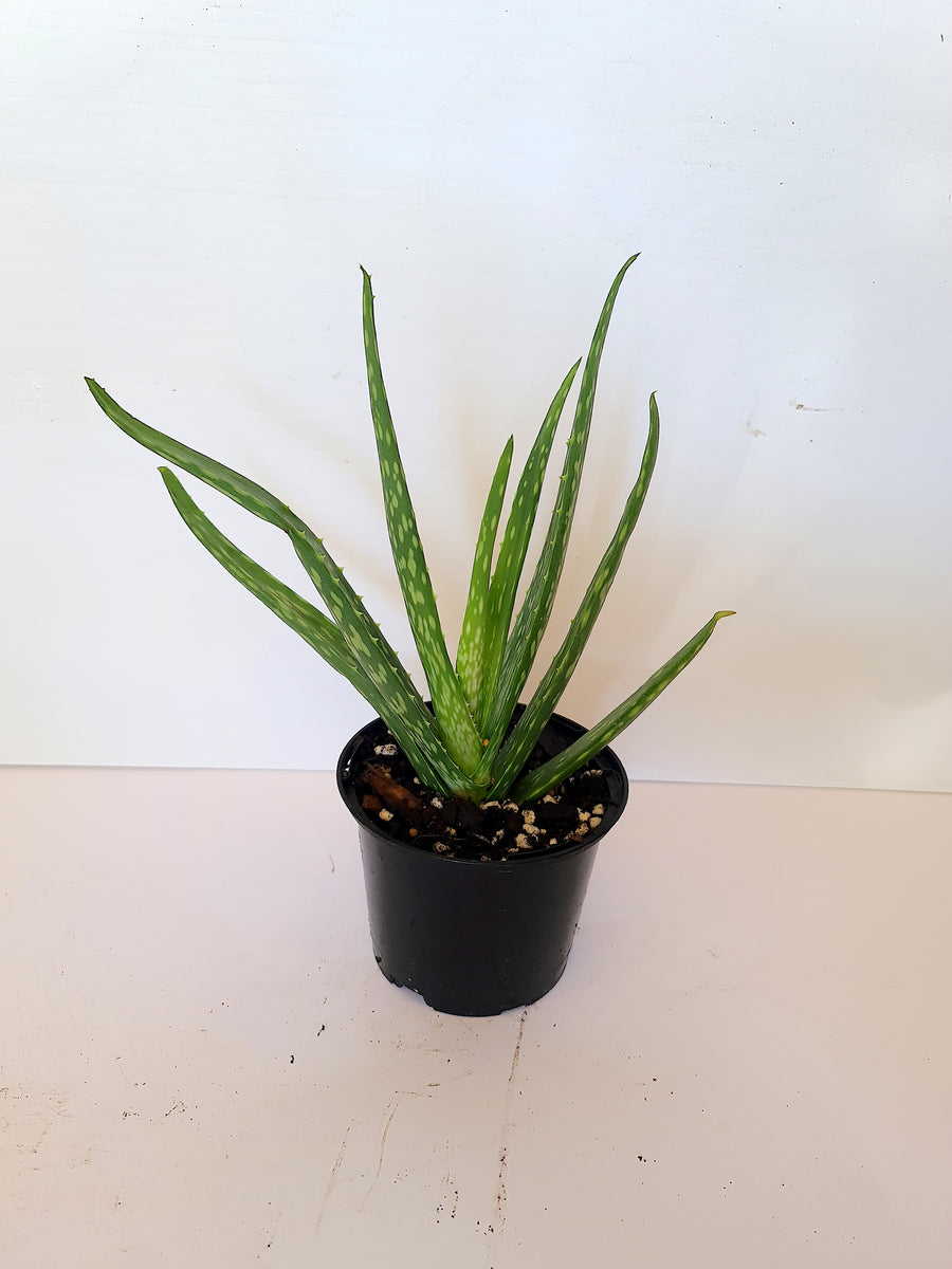 MEDICAL GRADE  ALOE VERA