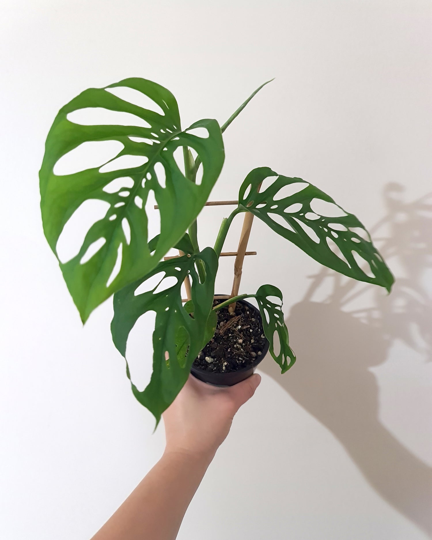 SWISS CHEESE PLANT