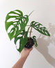 SWISS CHEESE PLANT
