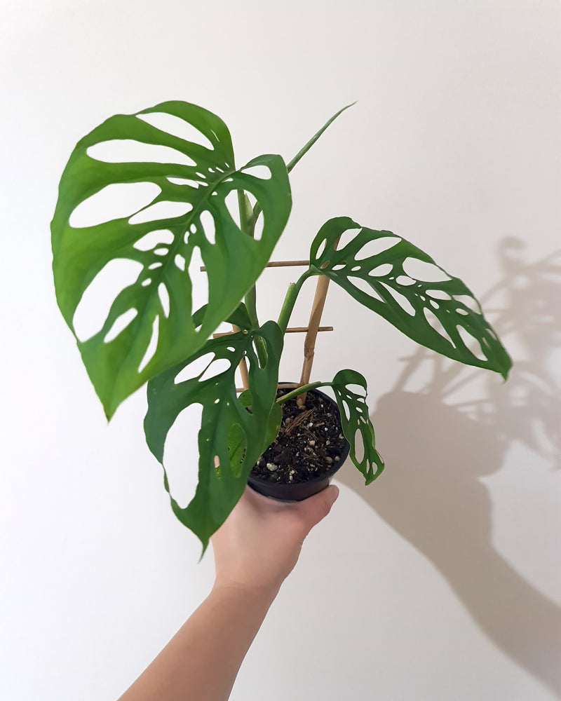 SWISS CHEESE PLANT