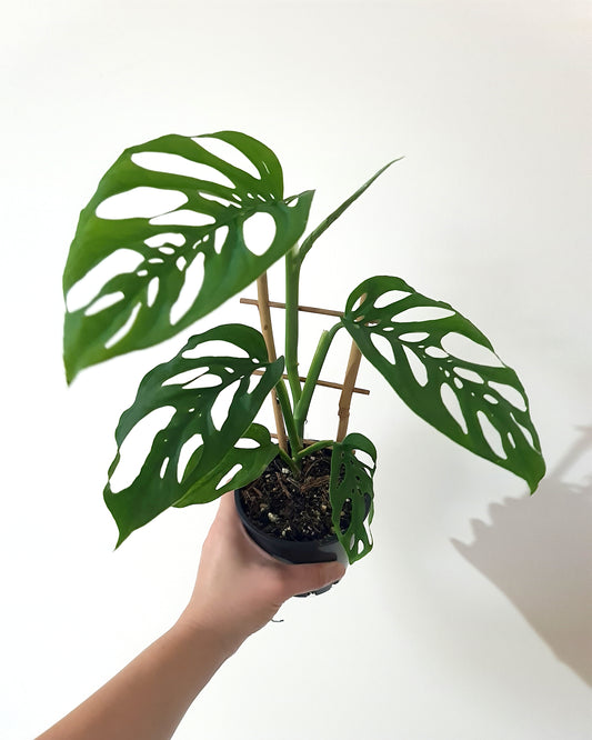 SWISS CHEESE PLANT
