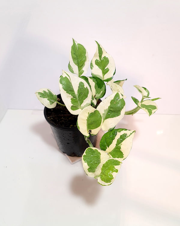 Epipremnum Aureum Snow Queen