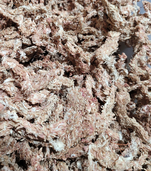 SPHAGNUM MOSS