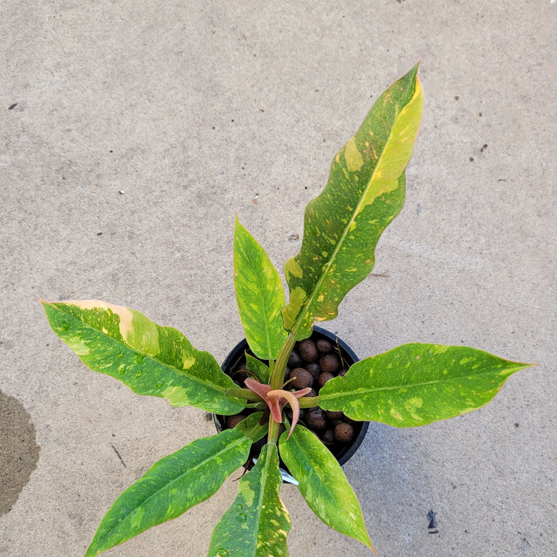 RING OF FIRE VARIEGATED