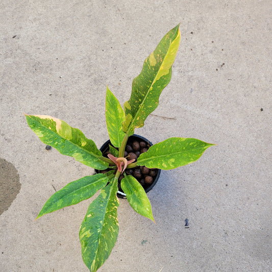 RING OF FIRE VARIEGATED