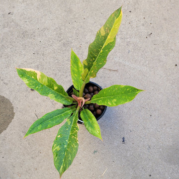 RING OF FIRE VARIEGATED