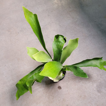 philodendron skeleton key for sale PHILODENDRON SKELETON KEY