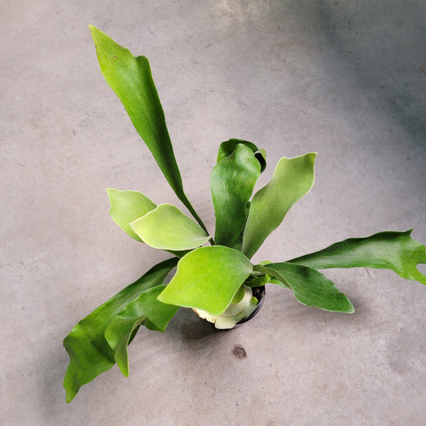 Platycerium Elkhorn