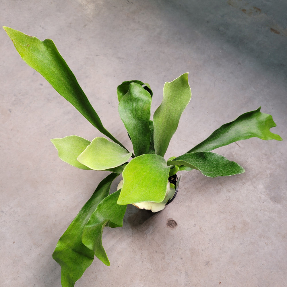 Platycerium Elkhorn