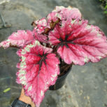 BEGONIA REX KOTOBUKI