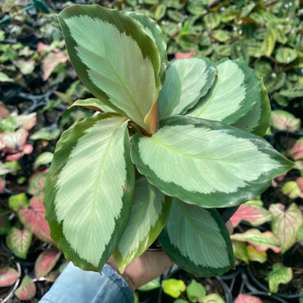 Calathea Royal Silver