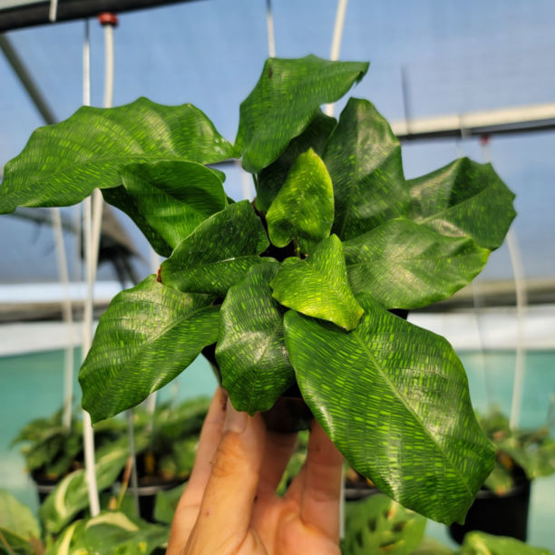 Calathea Musaica Network