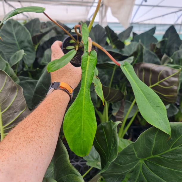 PHILODENDRON JOEPII GREEN