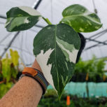 Philodendron Punctata Variegated