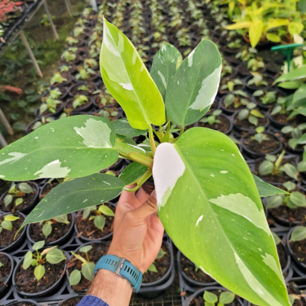 Philodendron White Princess