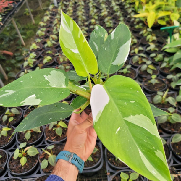 PHILODENDRON WHITE PRINCESS