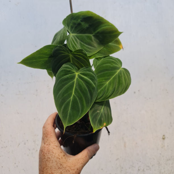 PHILODENDRON MELANOCHRYSUM