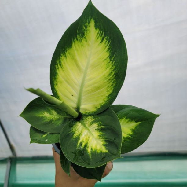 DIEFFENBACHIA TROPICA MARIANNE