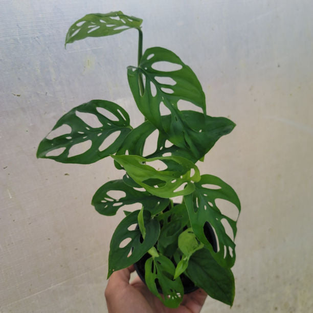 Monstera Adansonii