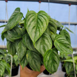 Philodendron Sodiroi