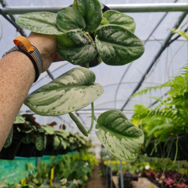 Scindapsus Exotica Silver