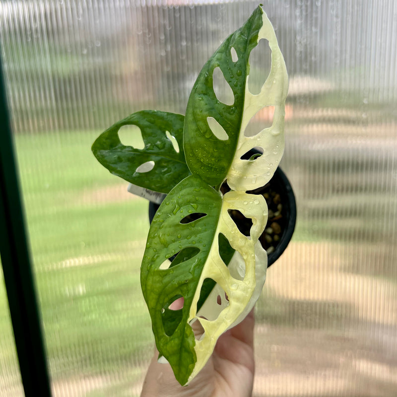 VARIEGATED MONSTERA ADANSONII MONKEY MASK