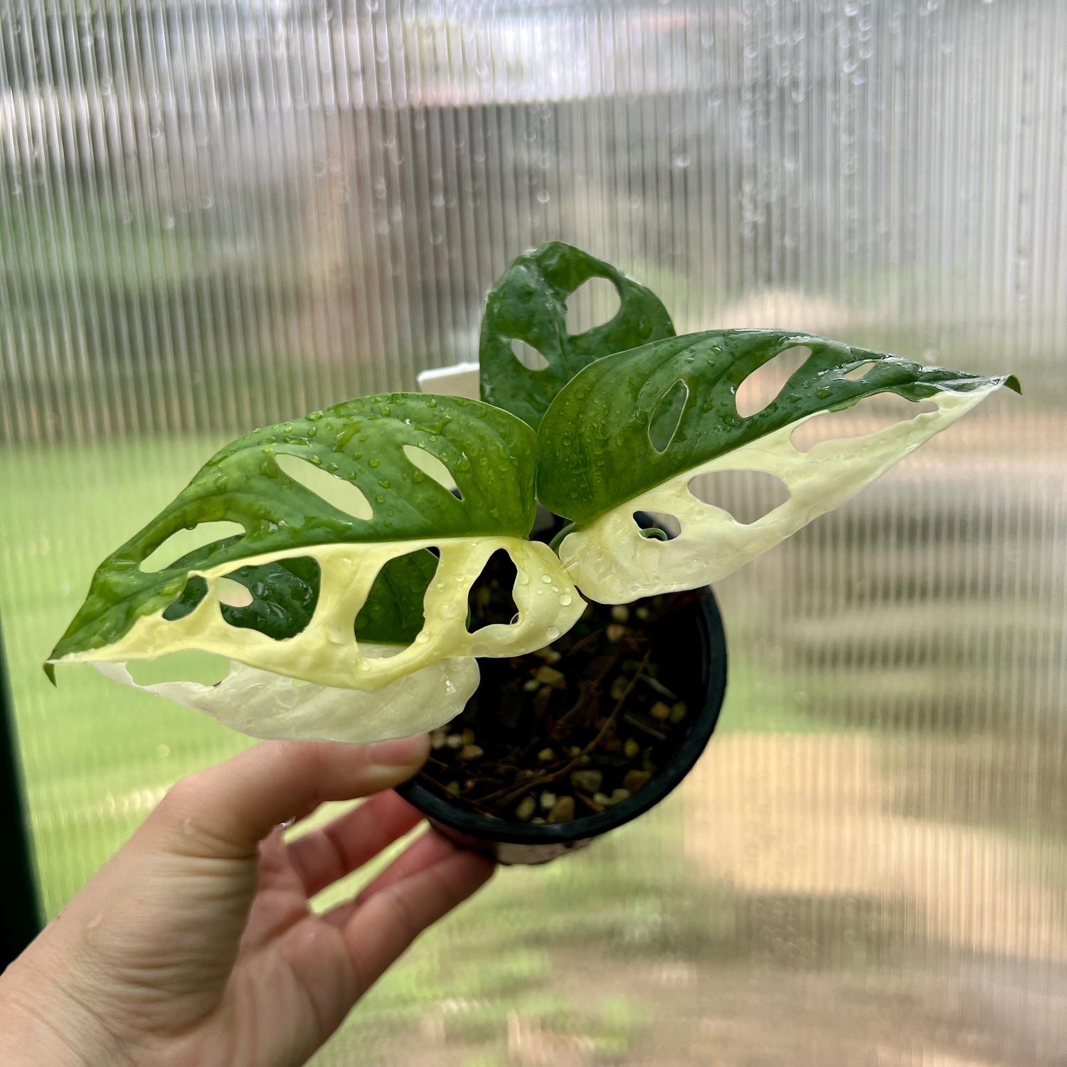 VARIEGATED MONSTERA ADANSONII MONKEY MASK