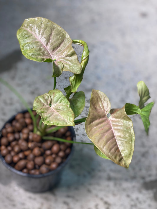 PINK SPOT SYNGONIUM (NON TC)