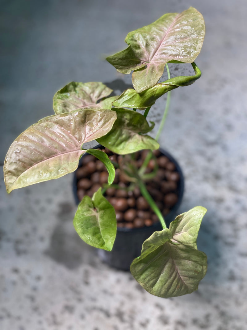 PINK SPOT SYNGONIUM (NON TC)