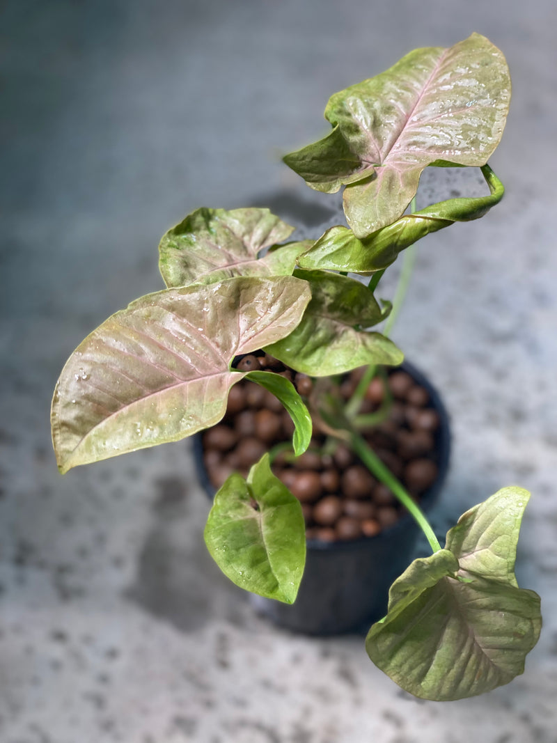 PINK SPOT SYNGONIUM (NON TC)